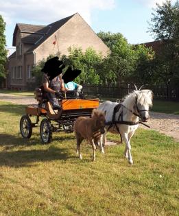 Ponyfohlen Ponyhengst