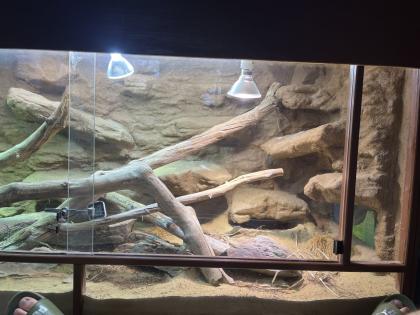 Stachelschwanzwaran Varanus acanthurus männlich, ca. 5 Jahre alt