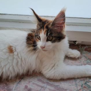 Zuckersüß Maine Coon Kitten MIT Stammbaum