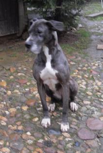 Kuschelriese