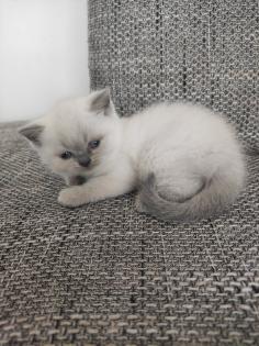 Britisch Kurzhaar Kitten BKH Kitten