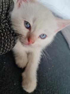 Wunderschöne Bkh kitten blue point und silver shaded