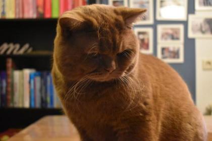 Deckkater BKH, Cinnamon ticked, streifenfrei