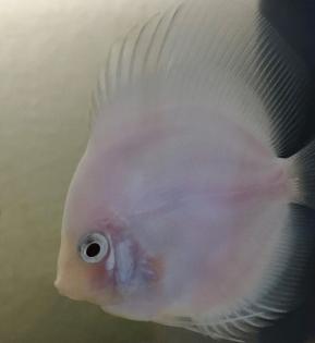 Diskus White Angel 6/8