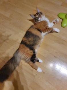 Maine Coon Mädchen mit Stammbaum