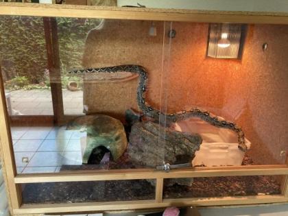 Boa Constrictor inklusive Terrarium