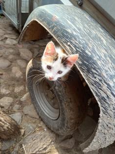 Zwei Katzenkinder abzugeben