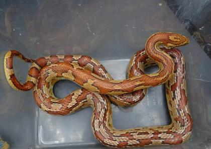 Kornnatter Weibchen Adult