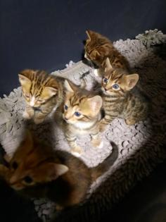 Reinrassige Bengal Kitten