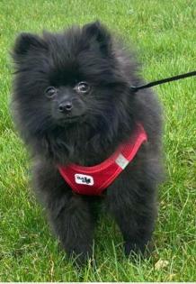 Pomeranian Zwergspitz Welpen