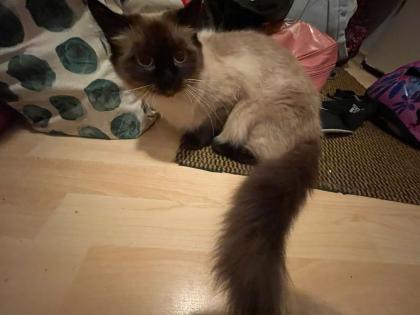 Birma Katze weiblich