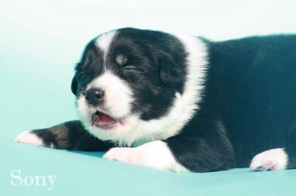 Noch zwei bildschöne Australian Shepherd Welpen in Black Tri m. P.