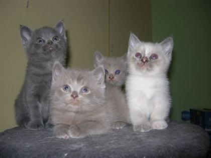 Bildschöne Bkh Kitten