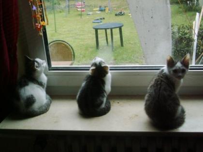 3 süßen Kitten suchen dringend ein neues zu Hause