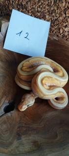 Mehrere Königspythons Regius abzugeben in Soest/Nrw