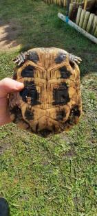 Griechische landschildkröten