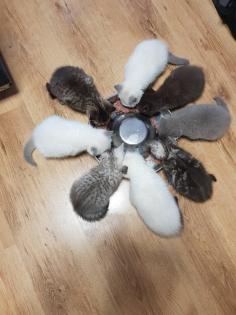BKH Kitten Britisch Kurzhaar