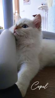 Edel, Traumhaft und Schönheiten Kitten / Ragdoll Neva Masquarade.