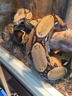 Boa constrictor weiblich abzugeben
