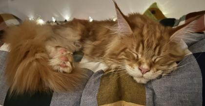 Maine Coon Kater Rot