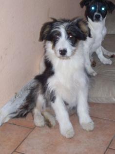 Australien Shepard MIx Hündinen 12 Wo. alt Hübsche Aussie - Golden Retriev