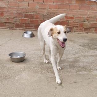 Simba / Status sucht ein Zuhause