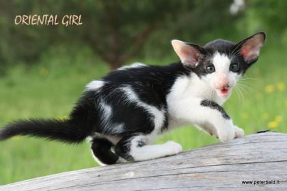 Oriental and Seychellois kittens for good price