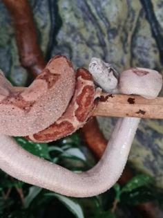 Boa constrictor imperator
