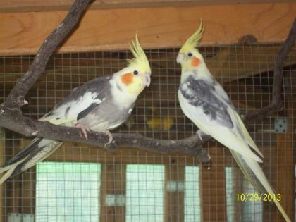 Verkaufe wegen Zuchtreduzierung zuchtreife Nymphensittiche und neues Vogelzubehö