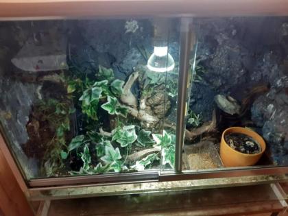 Madagaskar gecko