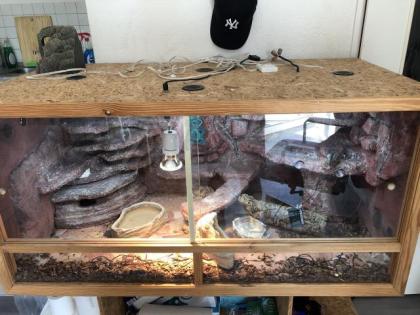 Kornnatter inkl terrarium