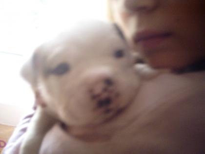Olde English Bulldog-Welpen