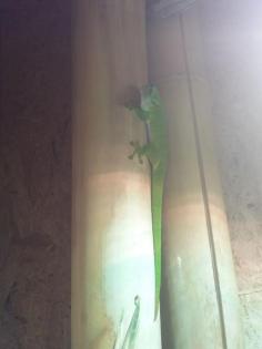 Madagaskar Taggecko, 10 Jahre alt