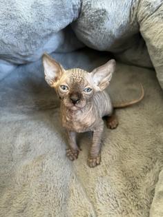Sphynx Elf Sphynx Kitten Katzenbabys Nacktkatze