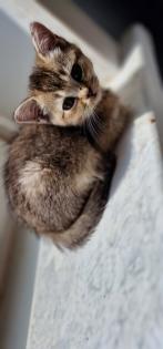 BKH Kitten suchen ein liebevolles neues Zuhause