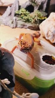 Leopardgecko NZ