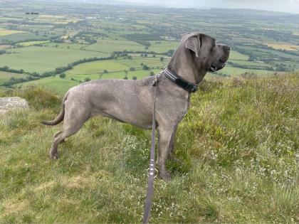 Cane Corso Wurfankündigung mit Ahnentafel