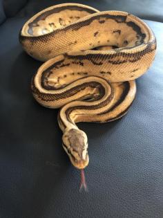 4 königspythons mit Terrarium zu verkaufen