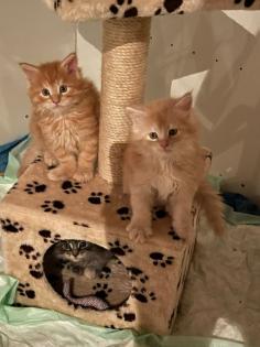 Deckkater Mainecoon reinrassig