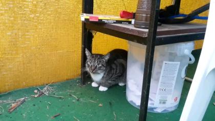 Kater Loki vermisst/gesucht