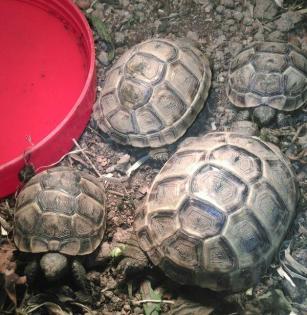 Maurische Landschildkröten Testudo graeca ibera NZ 2024