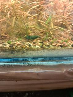 Neocaridina davidi Dark GreenJade Süßwasser Garnelen