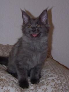 Besonders große und hübsche Maine Coon Babys