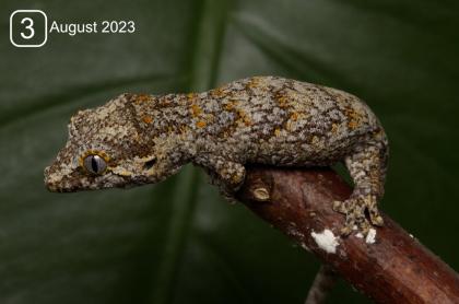 0. 0. 3 NZ Rhacodactylus auriculatus