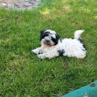 Reizende Malteser Shih Tzu Welpen