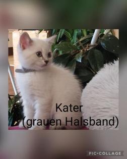 BKH Kitten