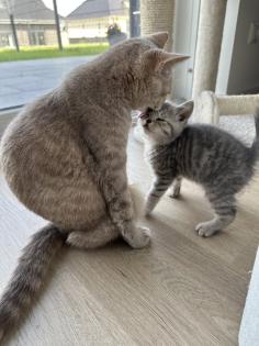 4 BKH Kitten aus einem Wurf