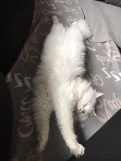 Maine coon Deckkater