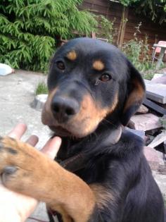 Junge, wunderschöne kinderliebe Rottweilerhündin zu verkaufen.