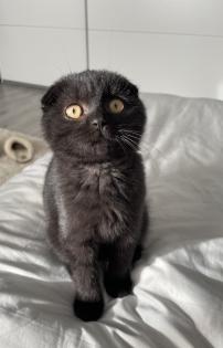 BKH 6 Monate alt Kater